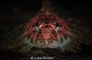 A Smoothhead Sculpin (Artedius lateralis) rests amongst s... by Luke Gordon 